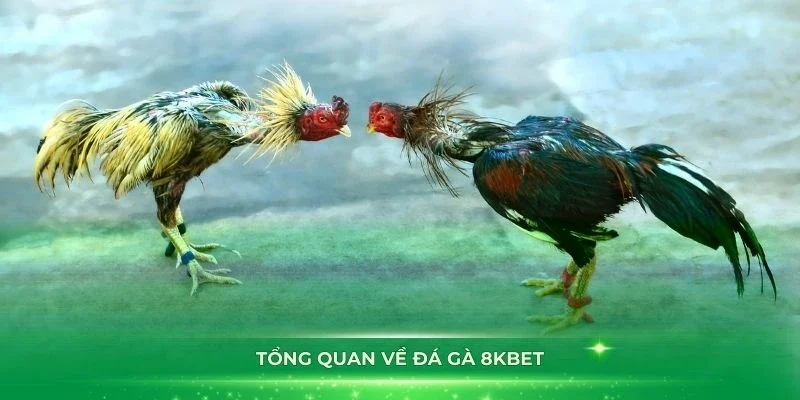 Đá gà 8KBET nhà cái uy tín và đặt cược an toàn