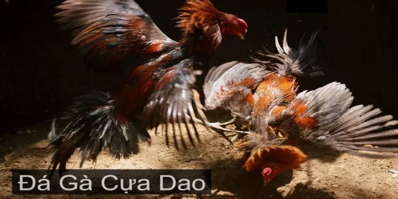 Đá gà cựa dao kịch tính, hấp dẫn